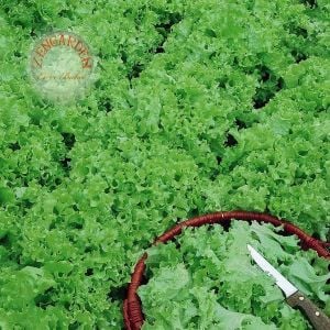 Mini tango marul tohumu atalık lactuca sativa