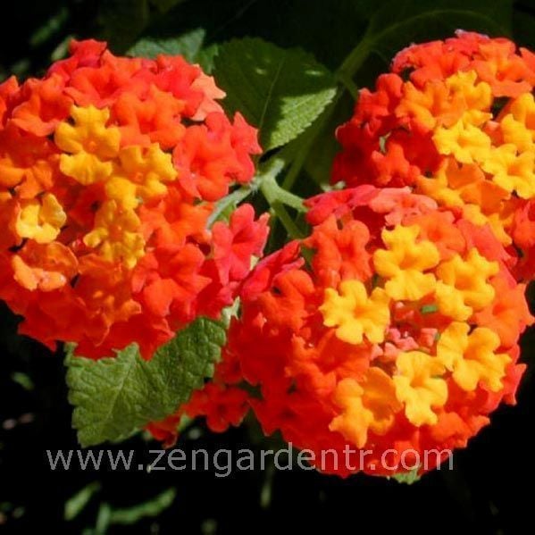 Kırmızı lantana fidesi ağaç minesi camara esperanta red