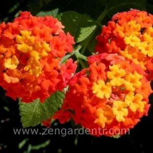 Kırmızı lantana fidesi ağaç minesi camara esperanta red