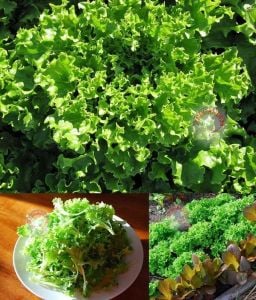 Mini tango marul tohumu atalık lactuca sativa