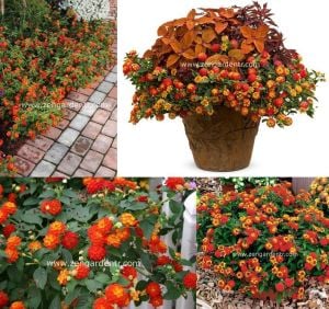 Kırmızı lantana fidesi ağaç minesi camara esperanta red