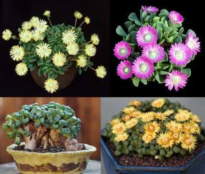Aloinopsis tohumu karışımı