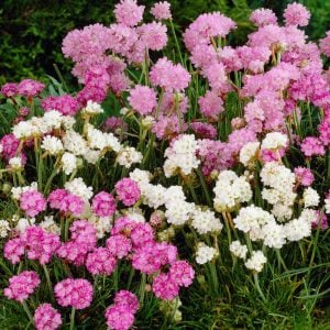 Toz pembe çim karanfili iri çiçekli armeria maritima ornament