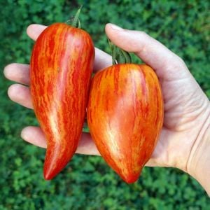Çizgili roma domates tohumu geleneksel heirloom speckled roman tomato seeds