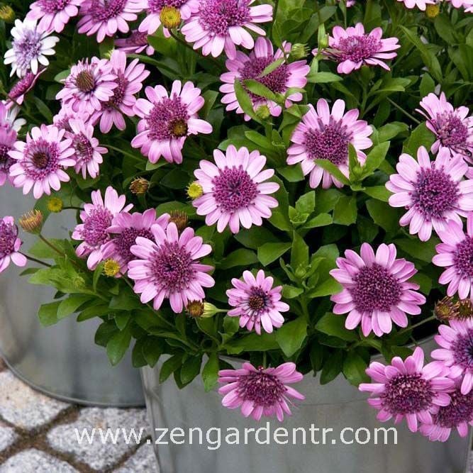 Katlı roze bodrum papatyası fidesi osteospermum