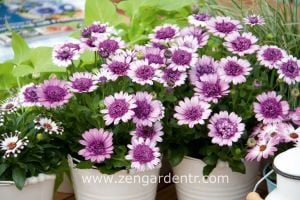 Katlı roze bodrum papatyası fidesi osteospermum
