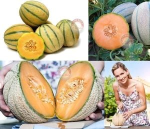 İtalyan Toskana kavun tohumu geleneksel melon tuscany seeds
