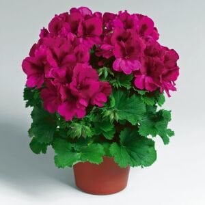 Aristo burgundy canan sardunya fidesi ithal pelargonium