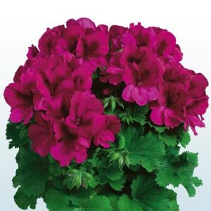 Aristo burgundy canan sardunya fidesi ithal pelargonium