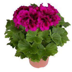 Aristo burgundy canan sardunya fidesi ithal pelargonium