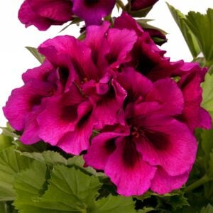 Aristo burgundy canan sardunya fidesi ithal pelargonium