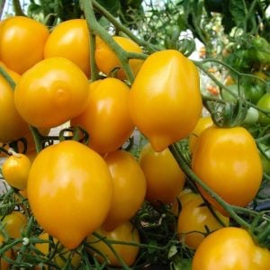 Sarı limon domates tohumu geleneksel heirloom plum lemon tomato