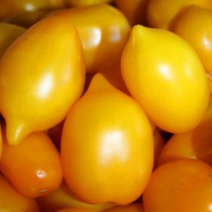 Sarı limon domates tohumu geleneksel heirloom plum lemon tomato