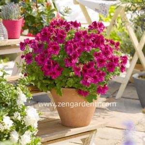 Aristo burgundy violet canan sardunya fidesi ithal pelargonium pembe mor
