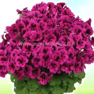 Aristo burgundy violet canan sardunya fidesi ithal pelargonium pembe mor