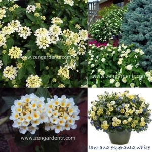 Beyaz lantana fidesi ağaç minesi camara esperanta white