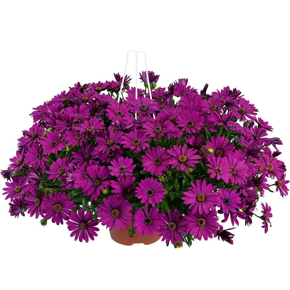 Sarkan mor bodrum papatyası fidesi osteospermum basket purple