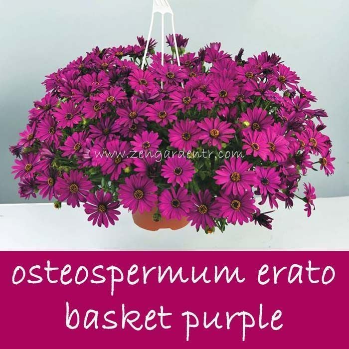 Sarkan mor bodrum papatyası fidesi osteospermum basket purple