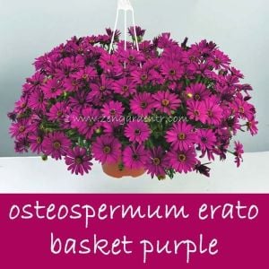 Sarkan mor bodrum papatyası fidesi osteospermum basket purple