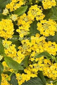 Bodur sarı lantana fidesi ağaç minesi camara esperanta compact