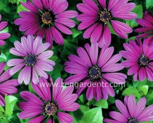 Sarkan mor bodrum papatyası fidesi osteospermum basket purple