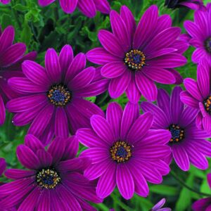 Sarkan mor bodrum papatyası fidesi osteospermum basket purple