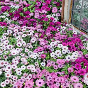 Sarkan mor bodrum papatyası fidesi osteospermum basket purple
