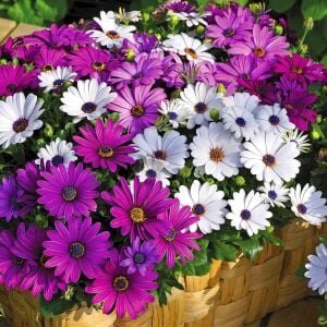 Sarkan mor bodrum papatyası fidesi osteospermum basket purple