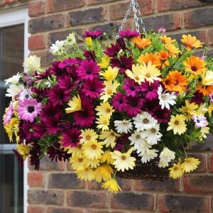 Sarkan mor bodrum papatyası fidesi osteospermum basket purple