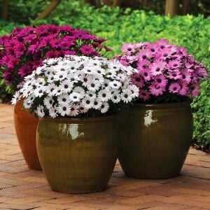 Sarkan mor bodrum papatyası fidesi osteospermum basket purple