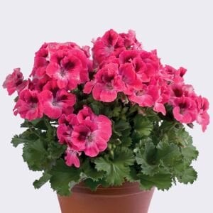 Aristo salmon canan sardunya fidesi ithal pelargonium somon