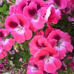 Aristo salmon canan sardunya fidesi ithal pelargonium somon