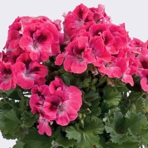 Aristo salmon canan sardunya fidesi ithal pelargonium somon