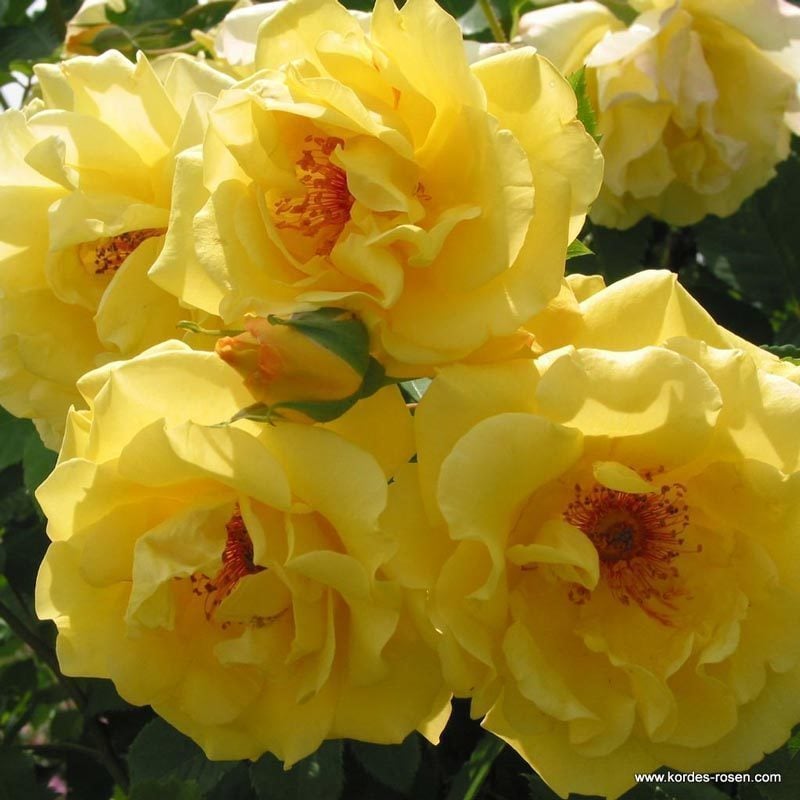 Parfüm kokulu golden gate sarmaşık gül fidanı aşılı 3+ yaş