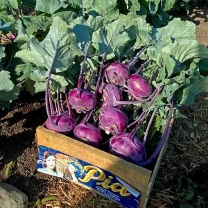 Mor kohlrabi tohumu geleneksel mor alabaş purple vienna