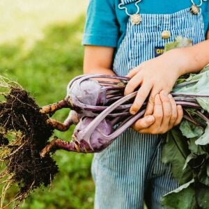 Mor kohlrabi tohumu geleneksel mor alabaş purple vienna