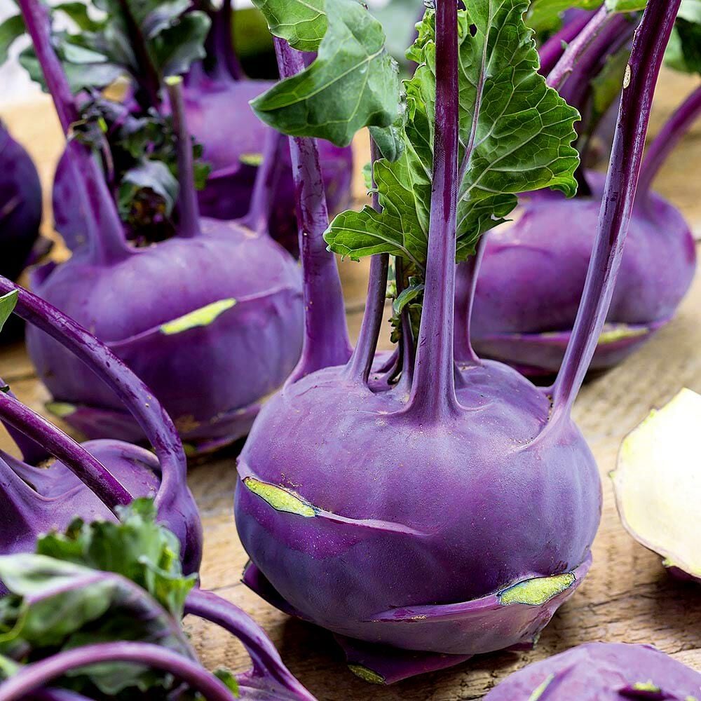 Mor kohlrabi tohumu geleneksel mor alabaş purple vienna