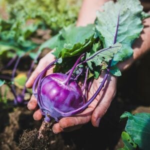 Mor kohlrabi tohumu geleneksel mor alabaş purple vienna