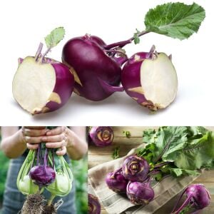Mor kohlrabi tohumu geleneksel mor alabaş purple vienna