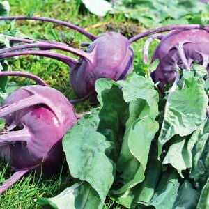Mor kohlrabi tohumu geleneksel mor alabaş purple vienna