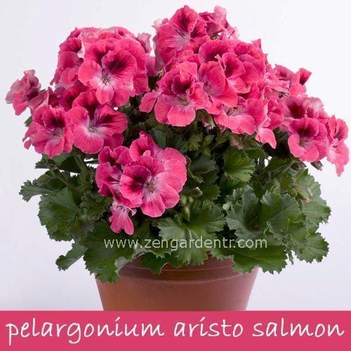 Aristo salmon canan sardunya fidesi ithal pelargonium somon