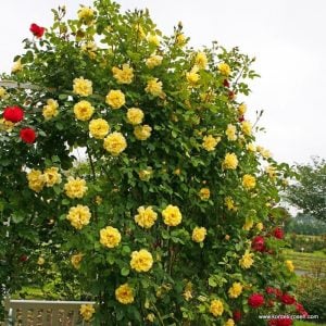 Parfüm kokulu golden gate sarmaşık gül fidanı aşılı 3+ yaş