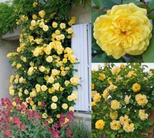 Parfüm kokulu golden gate sarmaşık gül fidanı aşılı 3+ yaş