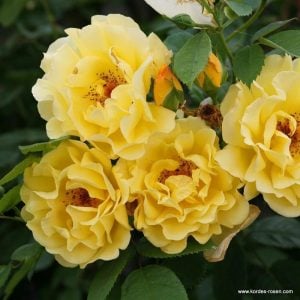 Parfüm kokulu golden gate sarmaşık gül fidanı aşılı 3+ yaş