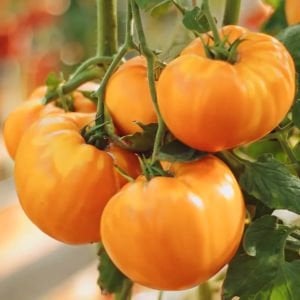 Amana turuncu domates tohumu turuncu renkli amana orange tomato seeds
