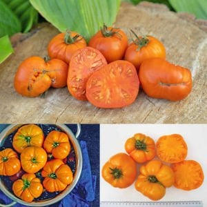 Amana turuncu domates tohumu turuncu renkli amana orange tomato seeds