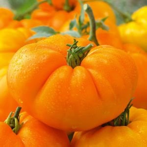 Amana turuncu domates tohumu turuncu renkli amana orange tomato seeds