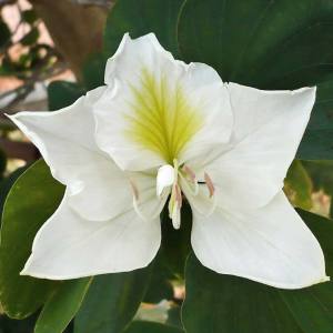 Beyaz orkide ağacı tohumu bauhinia variegata purpurea alba