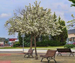 Beyaz orkide ağacı tohumu bauhinia variegata purpurea alba