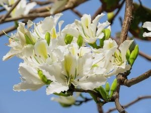 Beyaz orkide ağacı tohumu bauhinia variegata purpurea alba